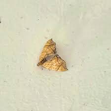 Attēlu rezultāti vaicājumam “Eulithis sp.”