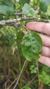Attēlu rezultāti vaicājumam “Pyrus pyraster”