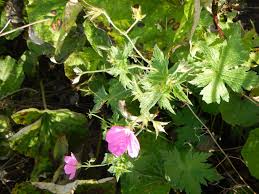 Attēlu rezultāti vaicājumam “Geranium molle leaf”