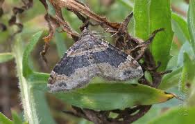 Attēlu rezultāti vaicājumam “Xanthorhoe ferrugata”