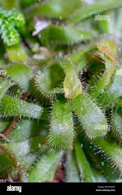 Attēlu rezultāti vaicājumam “Droseraceae”