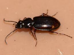 Attēlu rezultāti vaicājumam “Bembidion sp.”