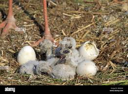 Attēlu rezultāti vaicājumam “Ciconia ciconia nest”