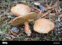 Attēlu rezultāti vaicājumam “Suillus bovinus”