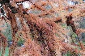 Attēlu rezultāti vaicājumam “Larix kaempferi fruit”