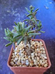 Attēlu rezultāti vaicājumam “Diderma montanum macro”