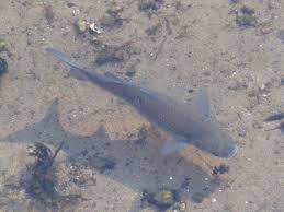 Image result for Chelon labrosus