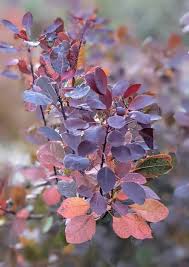 Attēlu rezultāti vaicājumam “Cotinus coggygria leaf”