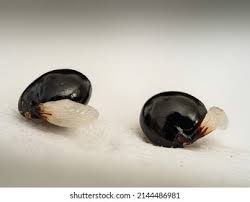 Attēlu rezultāti vaicājumam “Corydalis cava fruit”