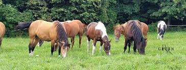 Image result for Patchett`s Green Riding Club