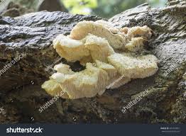 Attēlu rezultāti vaicājumam “Hericium cirrhatum”