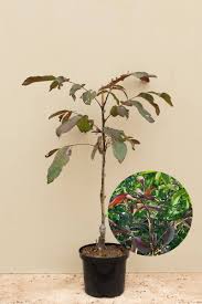 Attēlu rezultāti vaicājumam “Juglans regia leaf”