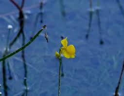 Attēlu rezultāti vaicājumam “Utricularia intermedia flower”