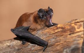 Attēlu rezultāti vaicājumam “Nyctalus noctula”