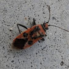 Attēlu rezultāti vaicājumam “Corizus hyoscyami imago”