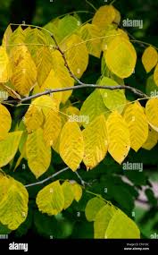 Attēlu rezultāti vaicājumam “Cladrastis kentukea leaf”