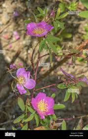 Attēlu rezultāti vaicājumam “Rosa majalis”