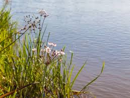 Attēlu rezultāti vaicājumam “Butomaceae”
