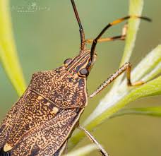 Attēlu rezultāti vaicājumam “Cinclidium stygium macro”