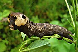 Attēlu rezultāti vaicājumam “Deilephila elpenor”