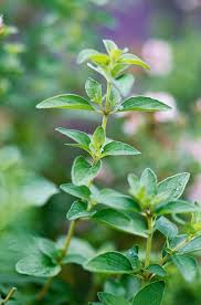 Image result for Oregano
