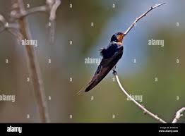 Attēlu rezultāti vaicājumam “Hirundinidae”