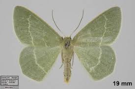 Attēlu rezultāti vaicājumam “Chlorissa viridata”