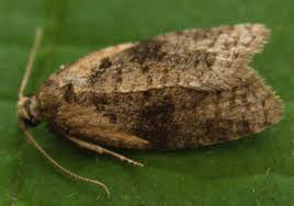 Attēlu rezultāti vaicājumam “Capua vulgana”