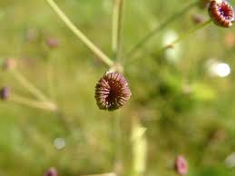Attēlu rezultāti vaicājumam “Alisma plantago-aquatica fruit”