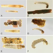Attēlu rezultāti vaicājumam “Limnephilus larva”