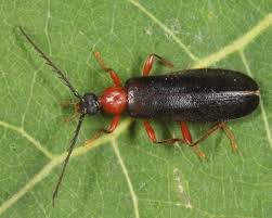 Attēlu rezultāti vaicājumam “Pyrochroidae”