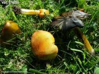 Attēlu rezultāti vaicājumam “Hygrocybe pseudoconica”