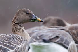 Attēlu rezultāti vaicājumam “Anser serrirostris adult”