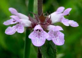 Attēlu rezultāti vaicājumam “Stachys palustris fruit”