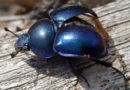 Attēlu rezultāti vaicājumam “Trypocopris vernalis”