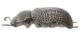 Attēlu rezultāti vaicājumam “Bolitophagus reticulatus imago”