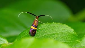 Attēlu rezultāti vaicājumam “Adelidae”