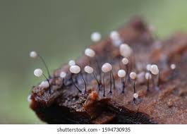 Attēlu rezultāti vaicājumam “Comatricha sp.”