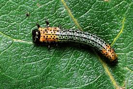 Attēlu rezultāti vaicājumam “Nematus salicis”