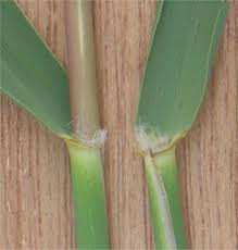 Attēlu rezultāti vaicājumam “Phragmites communis leaf”
