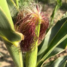 Attēlu rezultāti vaicājumam “Zea mays female flower”