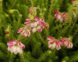 Attēlu rezultāti vaicājumam “Erica tetralix leaf”