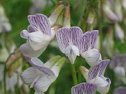 Attēlu rezultāti vaicājumam “Vicia sylvatica flower”