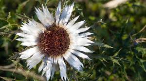 Image result for Silberdistel