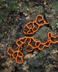 Attēlu rezultāti vaicājumam “Hemitrichia serpula macro”