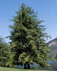 Attēlu rezultāti vaicājumam “Tsuga canadensis”