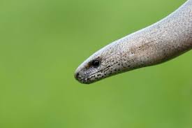 Attēlu rezultāti vaicājumam “Anguis fragilis adult”