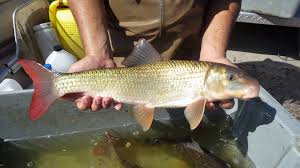 Image result for Moxostoma carinatum