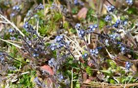 Attēlu rezultāti vaicājumam “Myosotis stricta”