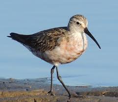 Attēlu rezultāti vaicājumam “Calidris ferruginea”